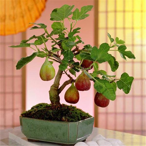 Fruit tree in a pot