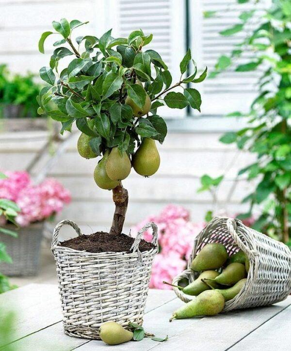 dwarf pear tree in pot