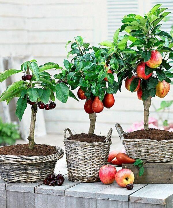 fruit trees potted