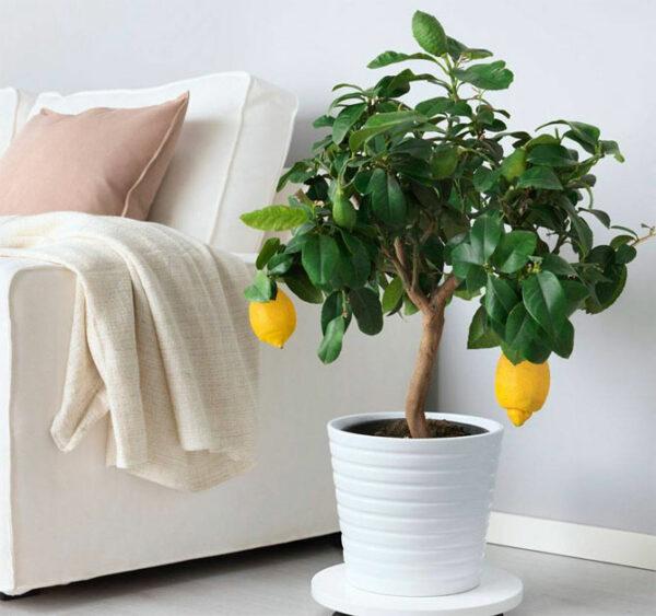 indoor lemon tree