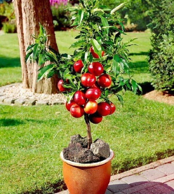 growing a plum tree in a pot