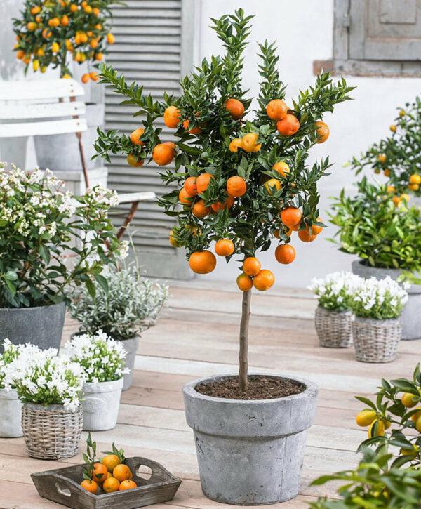 growing a citrus tree in a pot