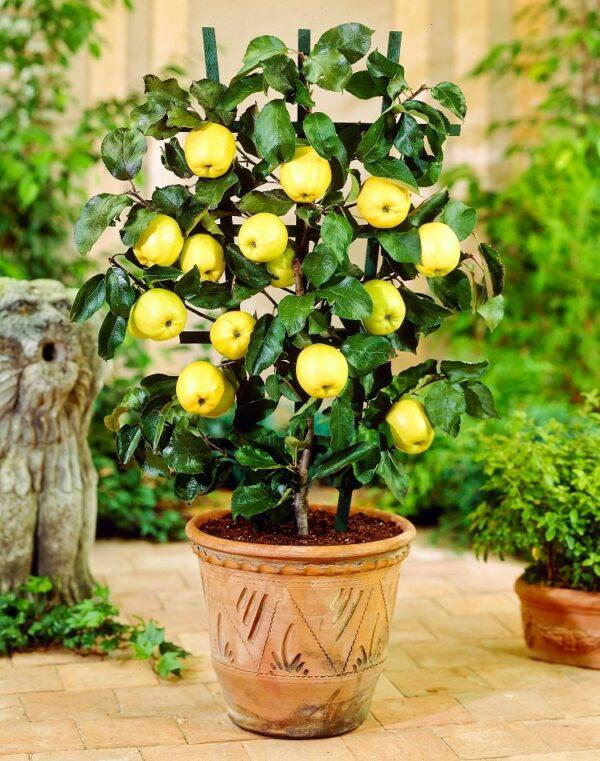 apple tree in a pot