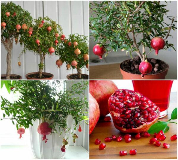 pomegranate fruit tree