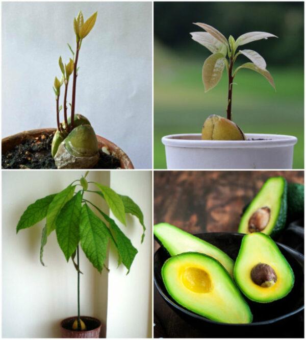 growing dwarf avocado trees in pots
