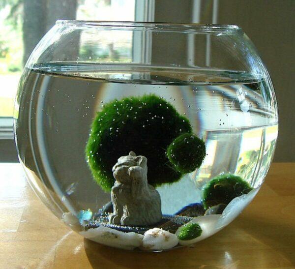 marimo moss ball terrarium