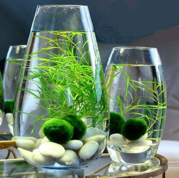  marimo moss ball terrarium ideas