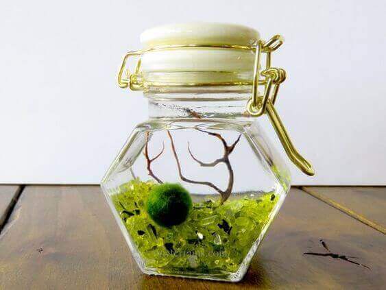 marimo moss ball