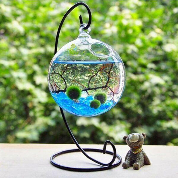 diy marimo moss ball aquarium