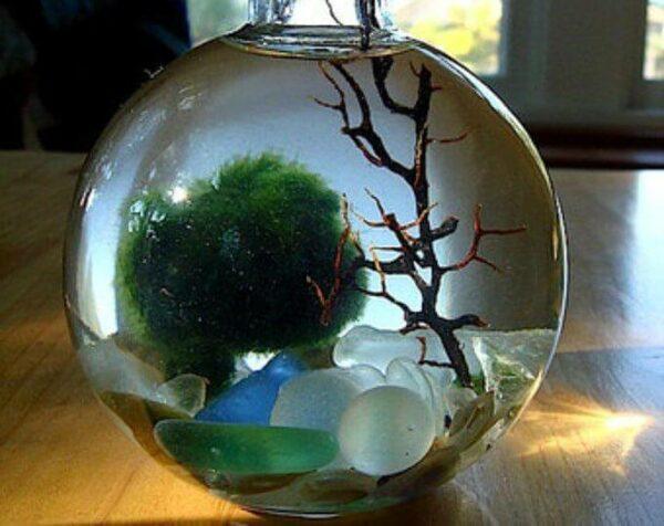 moss ball aquarium