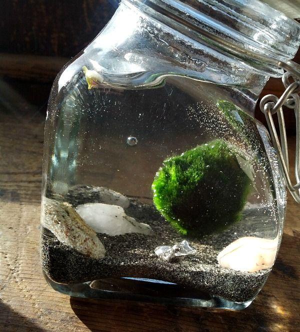 moss ball decor centerpiece