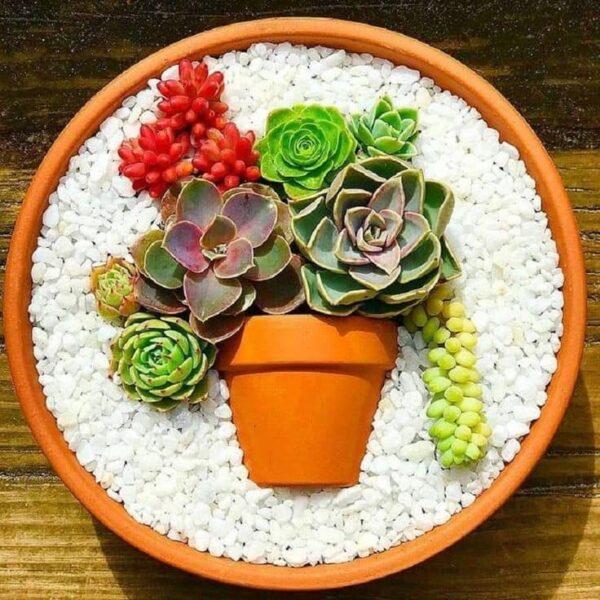 succulents plants in pots