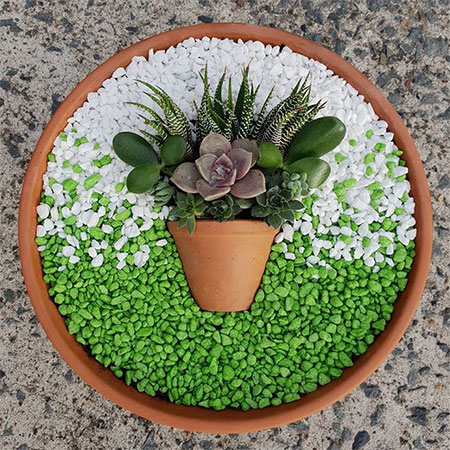 succulents plants in pots