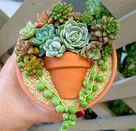succulents plants in pots