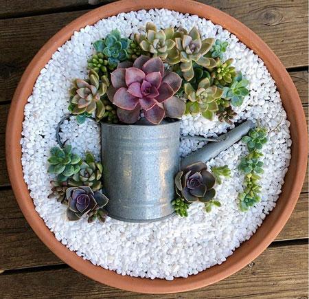 succulents plants in pots