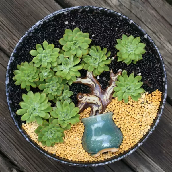 succulents plants in pots