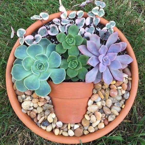 succulents plants in pots