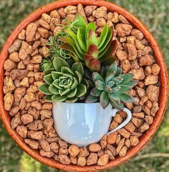 succulents plants in pots