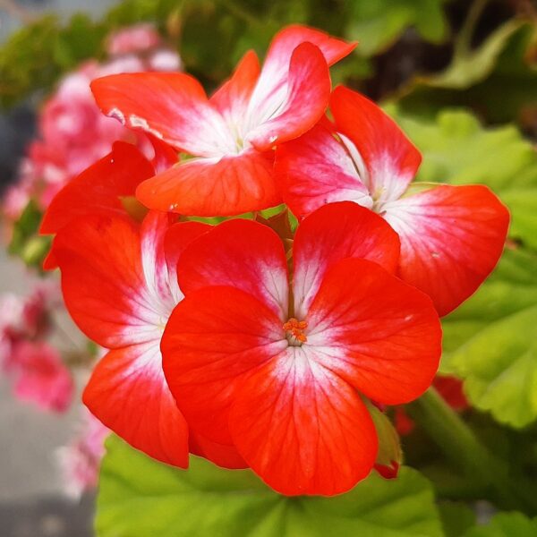 Geranium