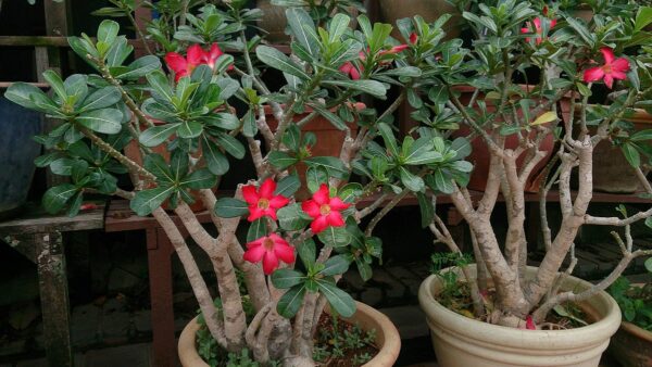 desert rose