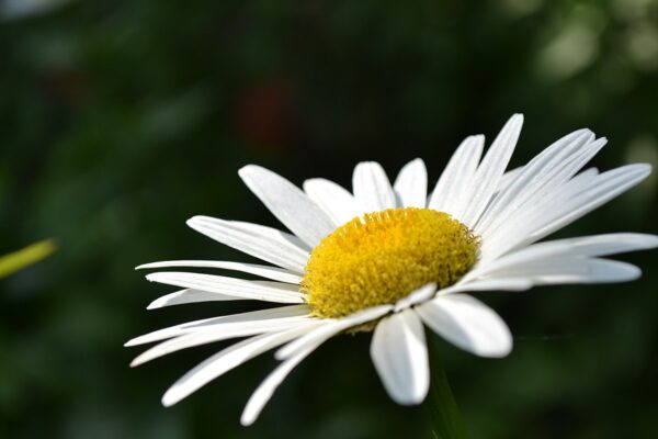 white daisy