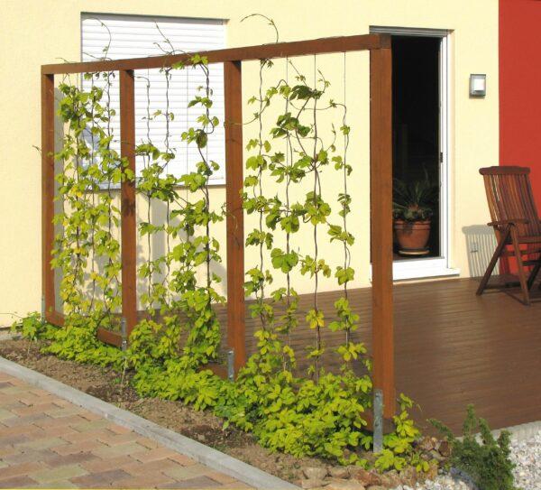 garden screen plants