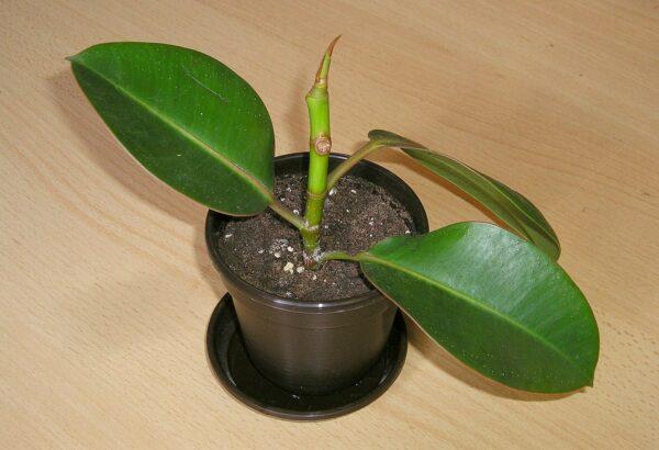 ficus plant