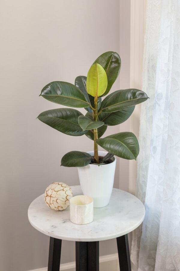 ficus plant care