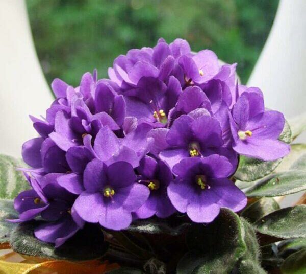 African Violet