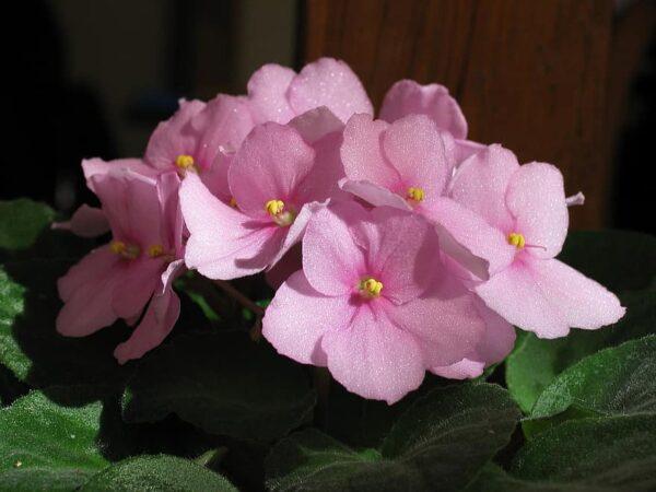 african Violet