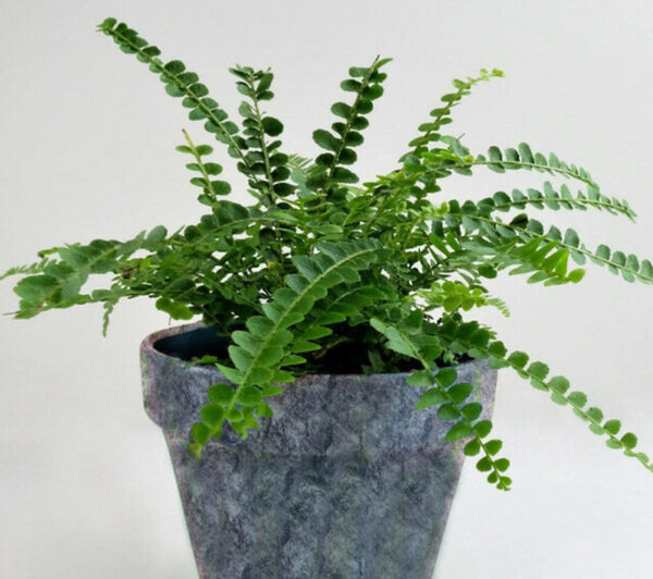 fern