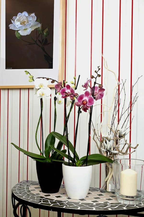 orchids