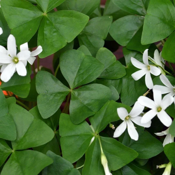 Oxalis regnellii