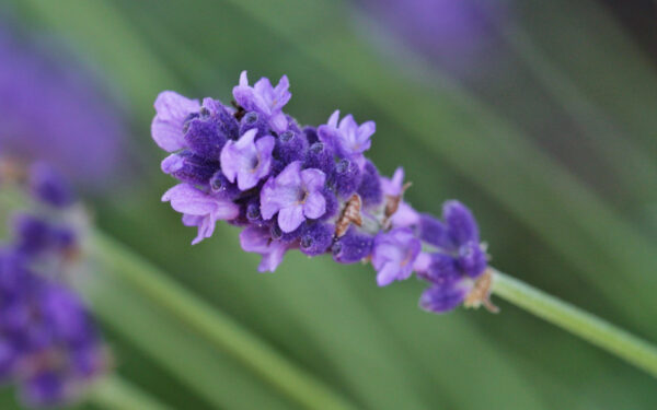 lavender