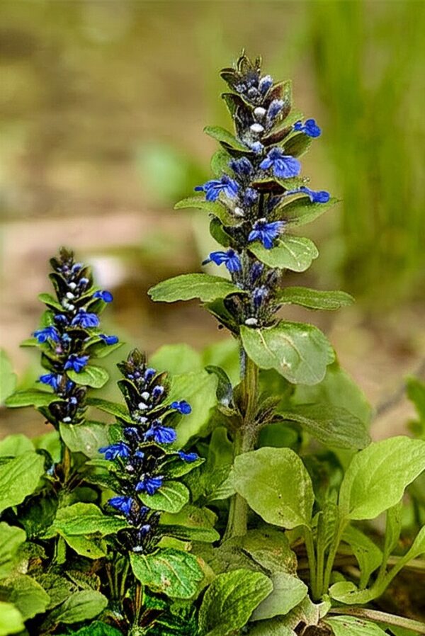 Ajuga plant