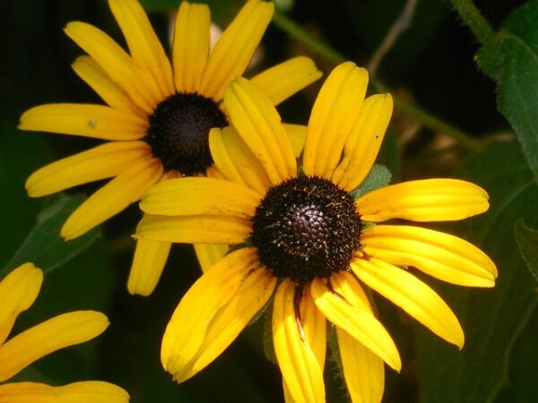 backyard plants - Black-eyed Susan