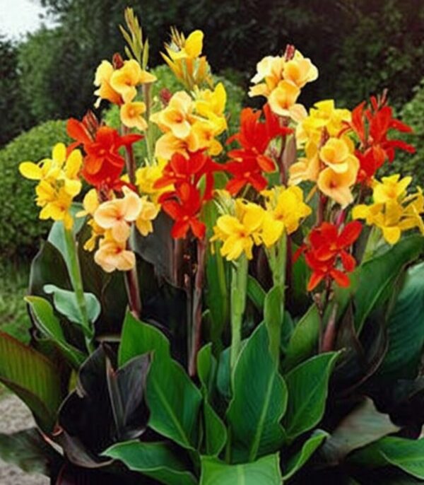 Canna mix