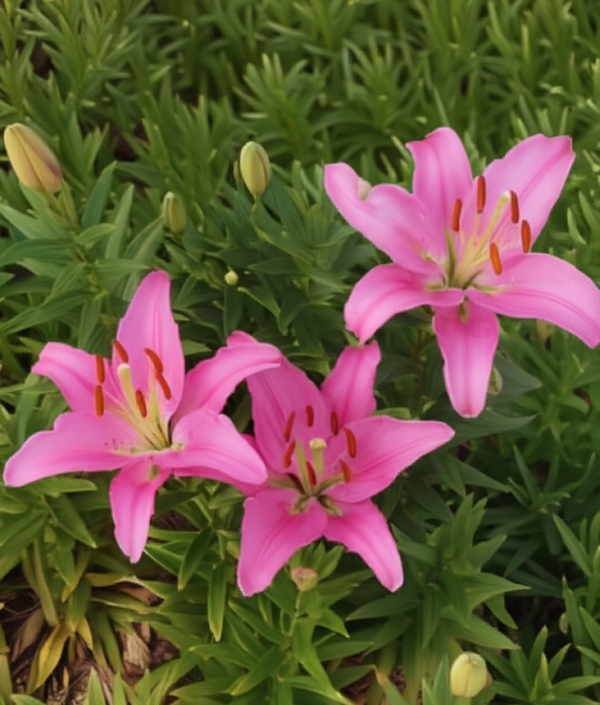 Daylily (Hemerocallis 'Cote d'Azur')