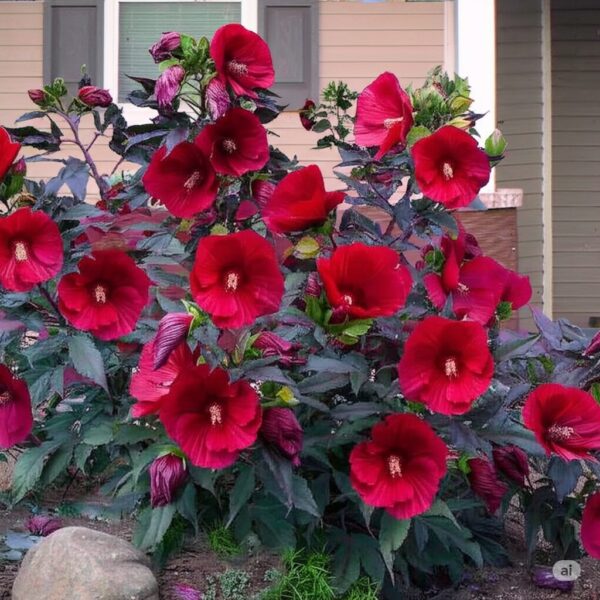 Hardy Hibiscus plant