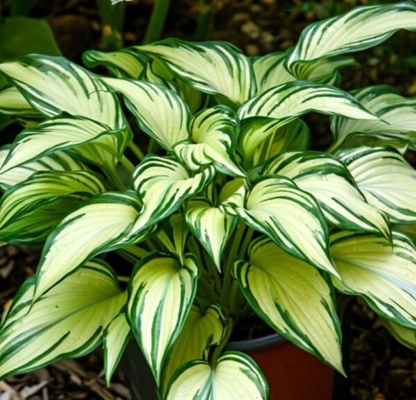 backyards with plants - Hosta