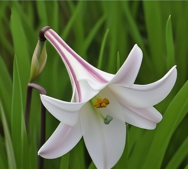 Lilium Formosanum