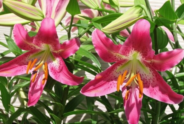 Lily (Lilium 'Entertainer').