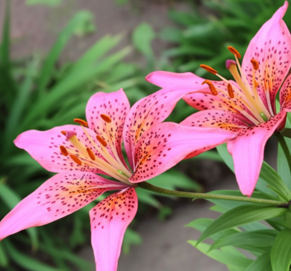 Lily (Lilium 'Pink Pixie')