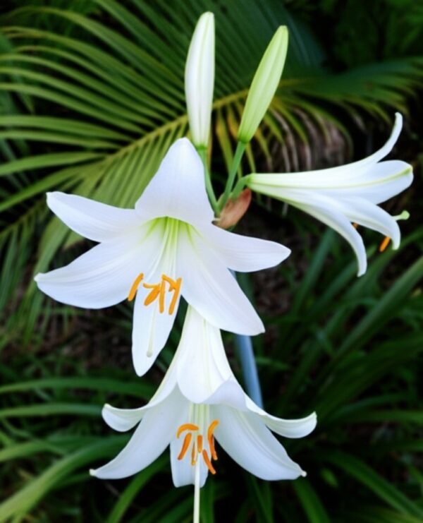 Lily Longiflorum White Heaven-(Easter Lily)