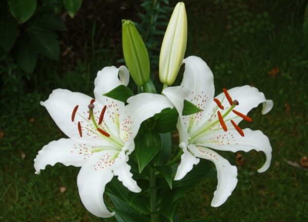 Oriental Lily (Lilium 'Muscadet')