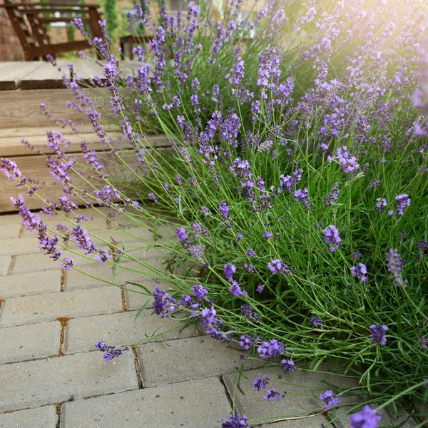 backyard oasis ideas diy - Lavender
