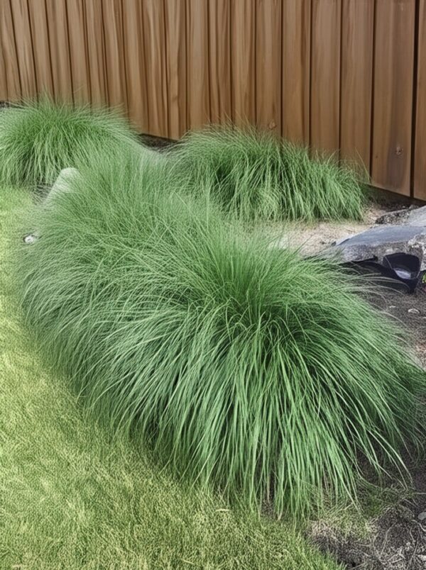 diy backyard oasis -  Ornamental Grasses