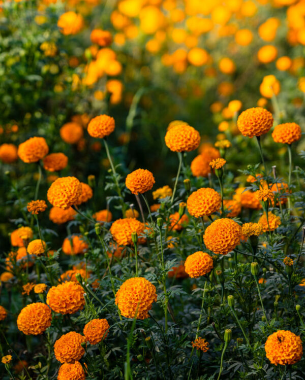 flower-seeds-to-save-marigold