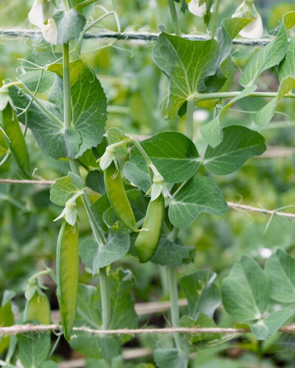 flower-seeds-collect-beans