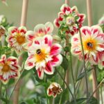 late-season-plants-pollinators